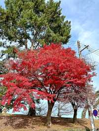 🇯🇵🎎🎏⛩️日本-大板-奈良一日遊