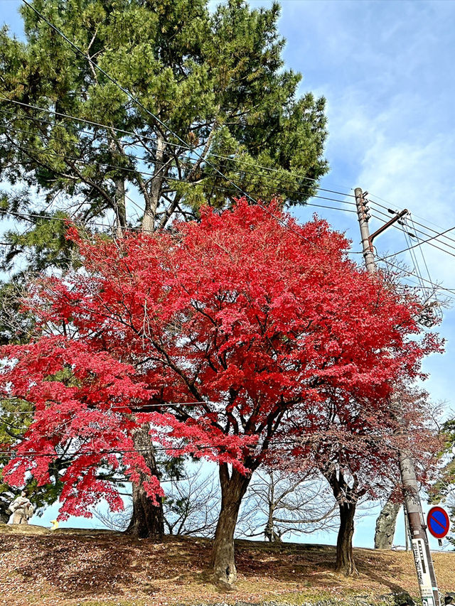 🇯🇵🎎🎏⛩️日本-大板-奈良一日遊