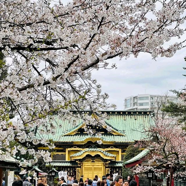 上野公園櫻花祭，池畔賞櫻野餐看祭典，浪漫又愜意！