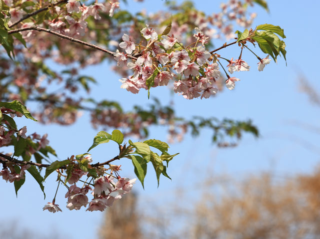 能古島海島公園：用不落幕的詩意花園