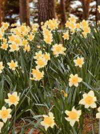 Spring's Historical Charm and Floral Majesty 