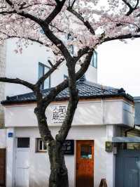 Chasing Sakura at Jeongnong-ro Jeju