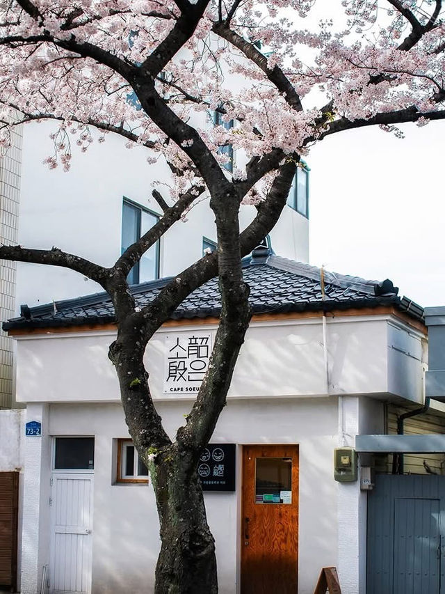 Chasing Sakura at Jeongnong-ro Jeju