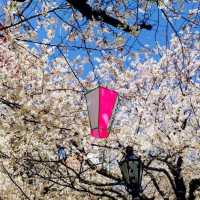 來張櫻花與晴空塔同框美照！隅田川公園賞櫻。