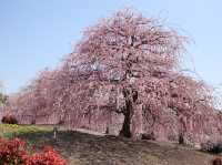 鈴鹿の森公園今週が見頃