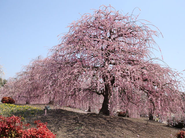 鈴鹿の森公園今週が見頃