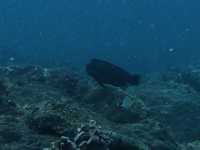 สำรวจ Dive site เกาะพระทอง
