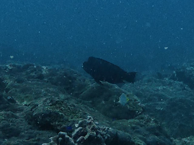 สำรวจ Dive site เกาะพระทอง