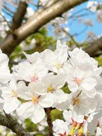 Fuxing Park Cherry Blossoms, Shanghai