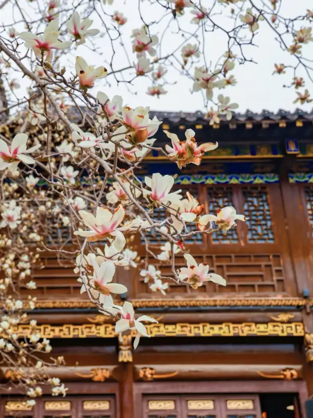 Limited-Time Romance: Wuhan's Top Magnolia Blossoms Are About to Peak! 🌸