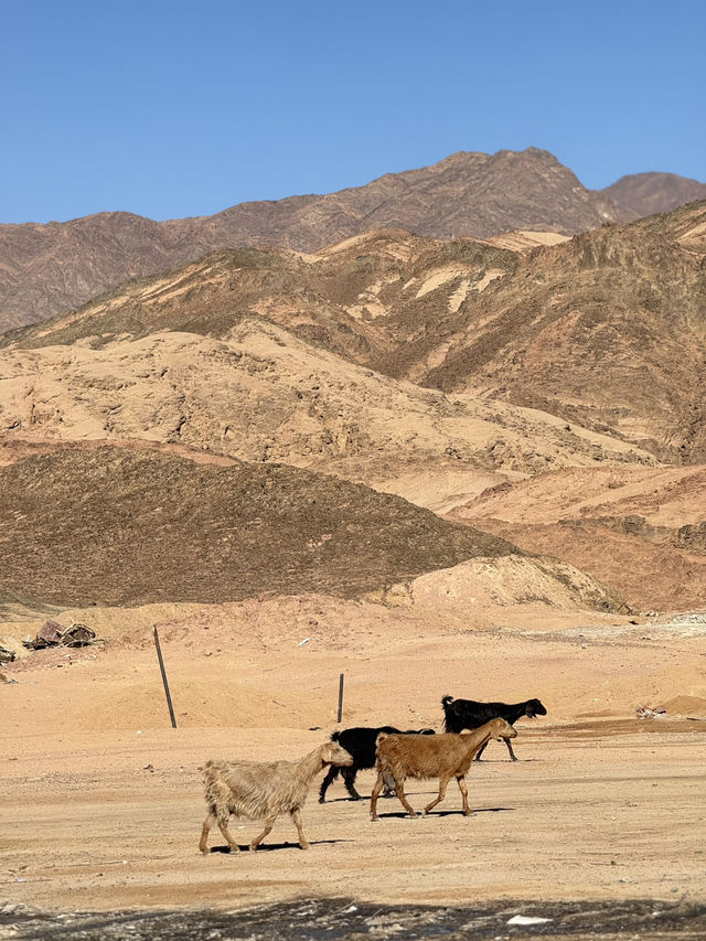 A beautiful canyon in Dahab!