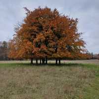 Wandlebury Country Park