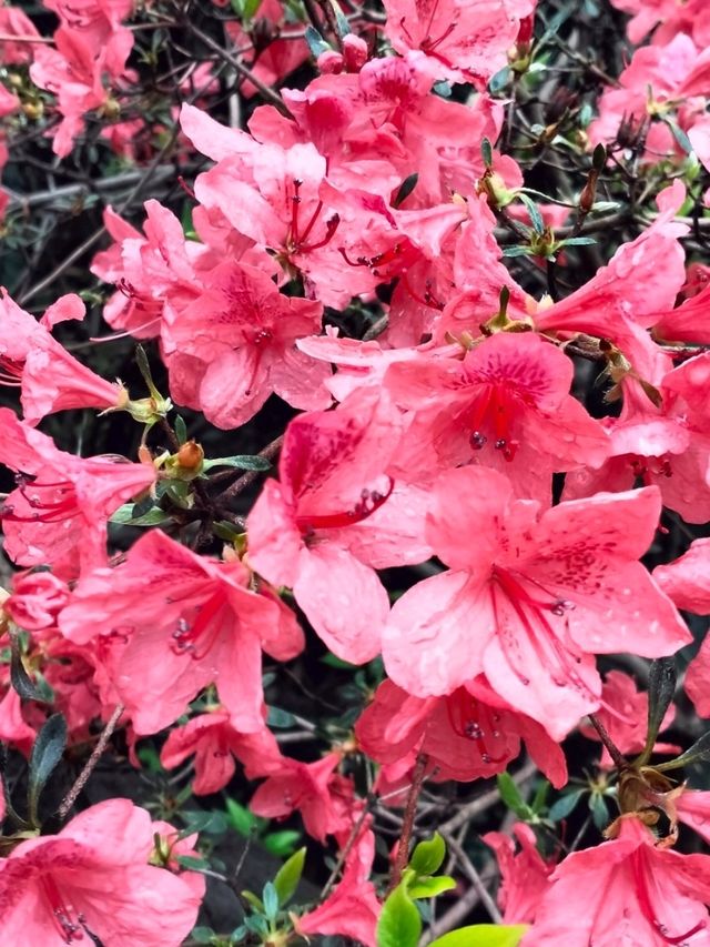 Tea Trails and Temple Tranquility: My Hangzhou Discovery