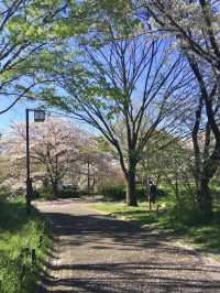 Full Bloom! Spring at Soshigaya Park🌸