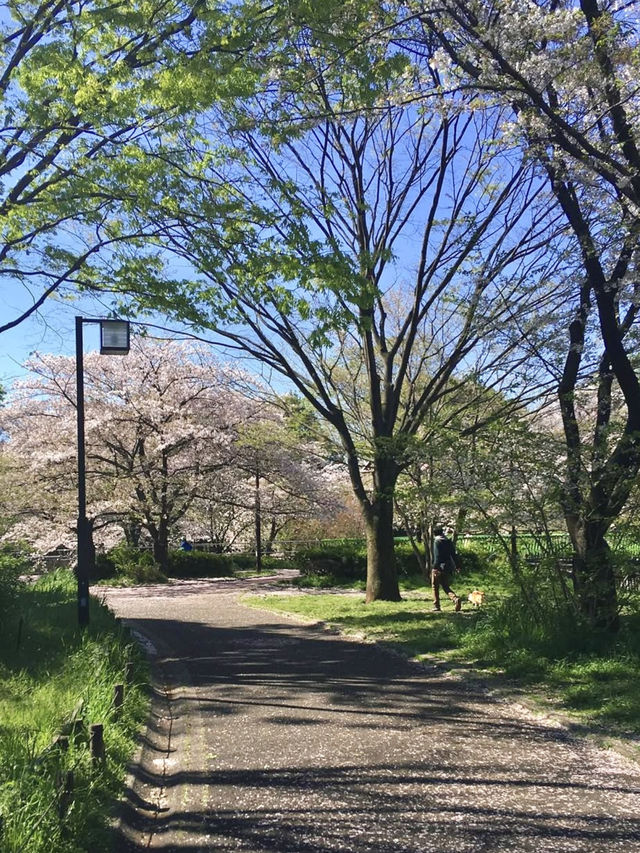 Full Bloom! Spring at Soshigaya Park🌸