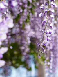 【茨城×茨城フラワーパーク】四季の花々が楽しめる体験型フラワーパーク