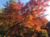 【高台寺の紅葉🍁】