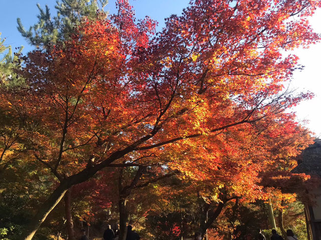 【高台寺の紅葉🍁】