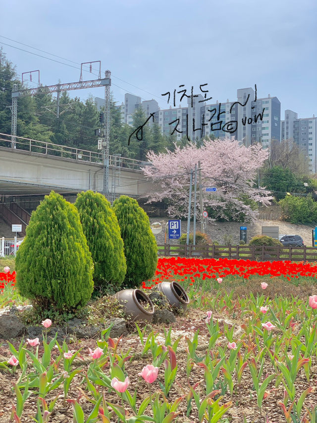 예쁜 튤립보며 데이트하기 🌷