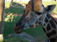 瓦倫西亞動物園