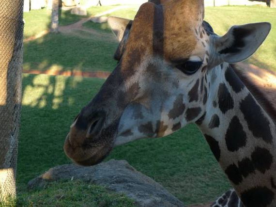 瓦倫西亞動物園