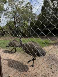 Caversham wildlife park