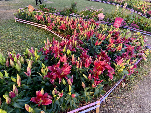 ✨探索城市中的美麗繽紛世界✨中山公園 