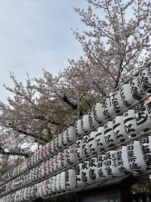 東京｜淺草寺櫻花一日遊 🌸