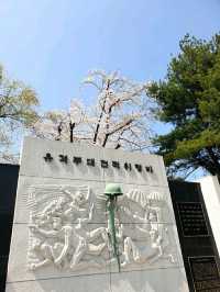 벚꽃잎 휘날리던 시절, 국립서울현충원
