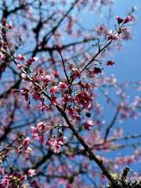 Chasing the Last Cherry Blooms in Alishan