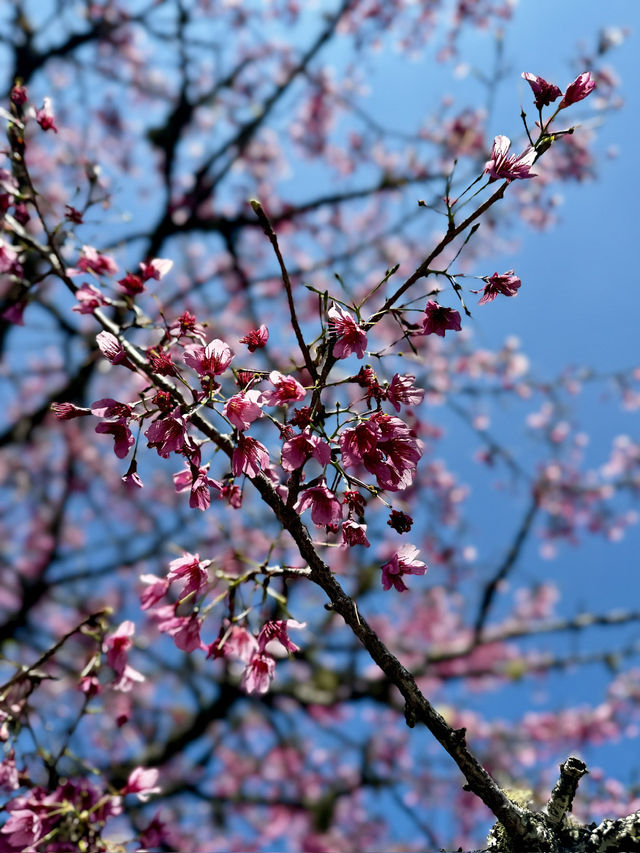 Chasing the Last Cherry Blooms in Alishan