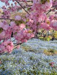 【東京】いま絶対に行きたい!!ネモフィラと桜のコラボ絶景