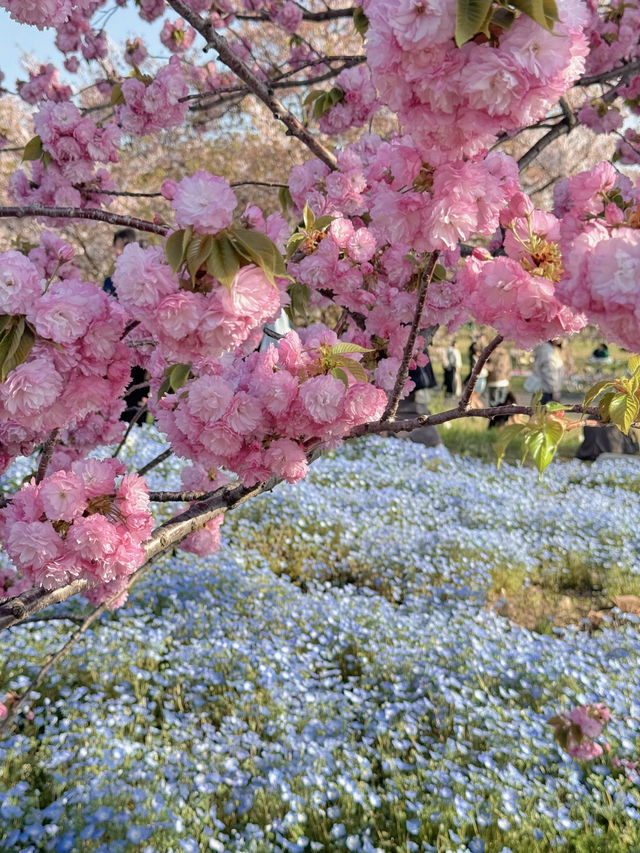 【東京】いま絶対に行きたい!!ネモフィラと桜のコラボ絶景
