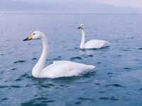 Sayram Lake: A Serene Summer Escape in Xinjiang’s Highlands