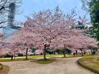 仙台賞櫻-小巧精美的錦町公園