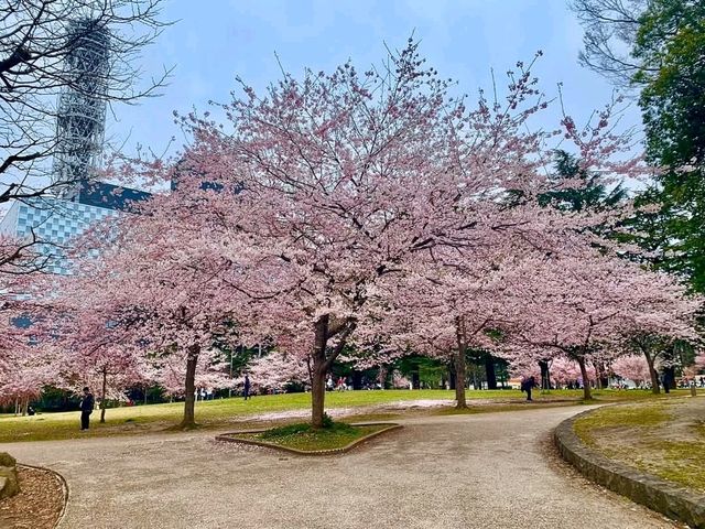 仙台賞櫻-小巧精美的錦町公園