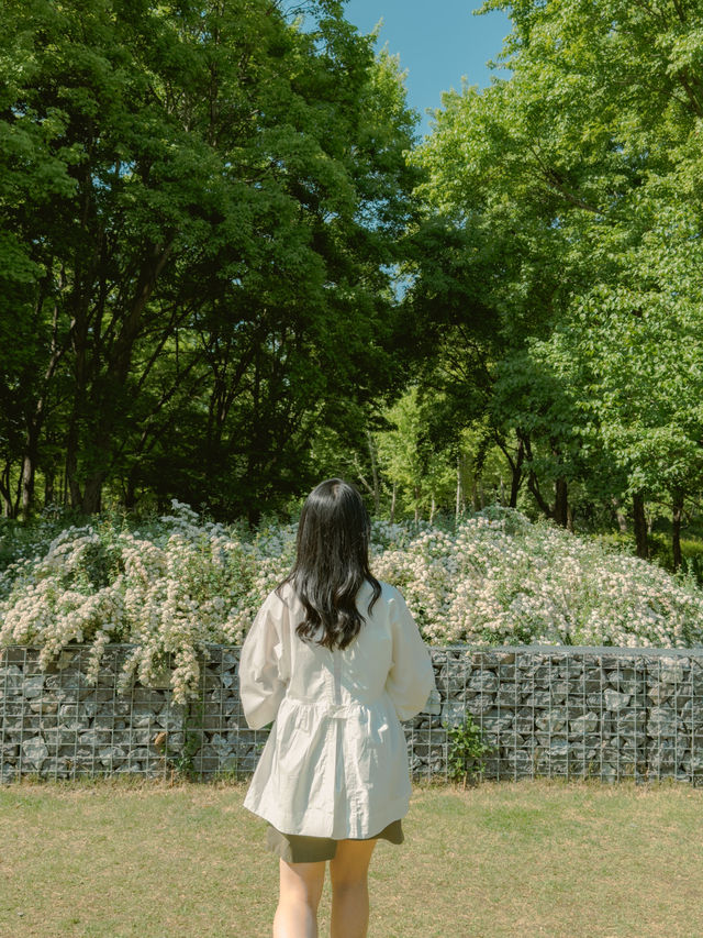 눈부시게 피어난 공조팝의 계절 🌼🌿