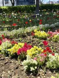 Spring Blossoms & Art Walks at Kiba Park🌷