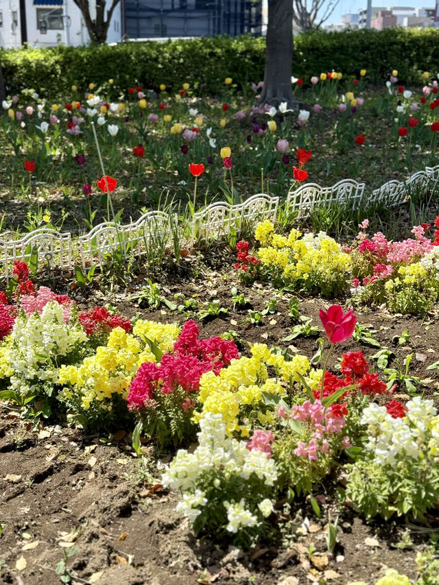 Spring Blossoms & Art Walks at Kiba Park🌷