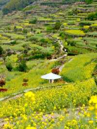 Fujishan: A Seasonal Masterpiece of Color and Life
