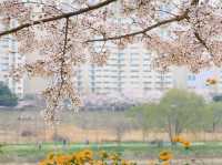 川沿いに続く桜のトンネル！安養川の桜並木🌸🚶‍♂️