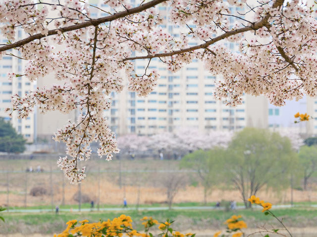 川沿いに続く桜のトンネル！安養川の桜並木🌸🚶‍♂️