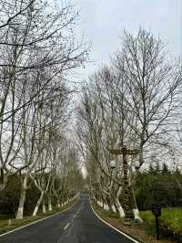 Longbei Mountain Forest Park: A Verdant Oasis in the City