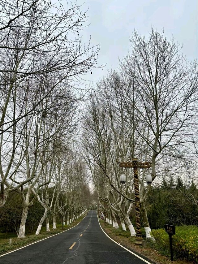 Longbei Mountain Forest Park: A Verdant Oasis in the City