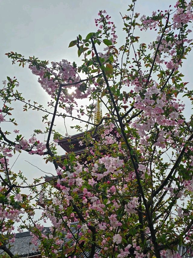 Sakura 