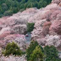 Mount Yoshino, Nara