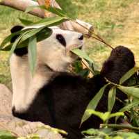 HONG KONG | OCEAN PARK of HONG KONG