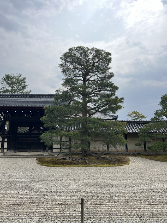 🍃 교토 텐류지(天龍寺), 마음까지 맑아지는 순간 🌸