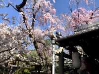 雨宝院と桜（京都府京都市）