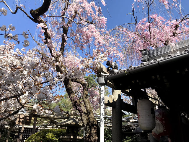 雨宝院と桜（京都府京都市）